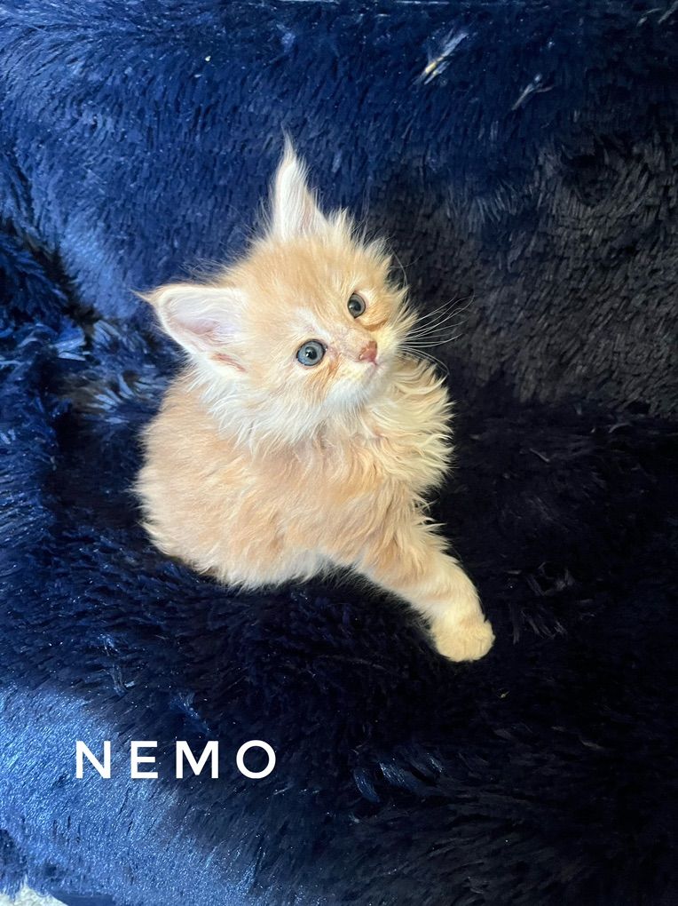 Maine Coon Kittens TICA