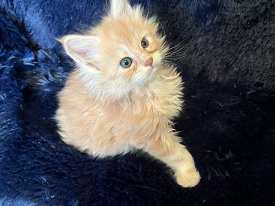 Maine Coon Kittens TICA