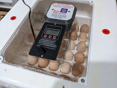 Black Sex-link fertile eggs