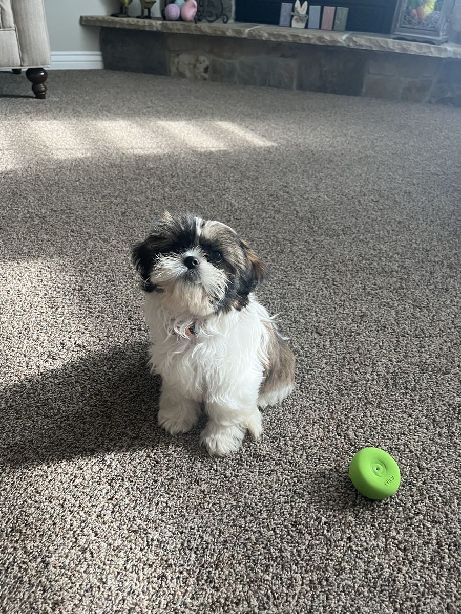 Beautiful Imperial Female Shih-Tzu