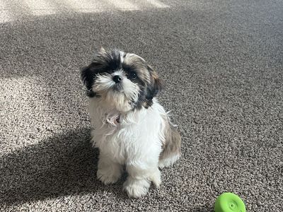 Beautiful Imperial Female Shih-Tzu