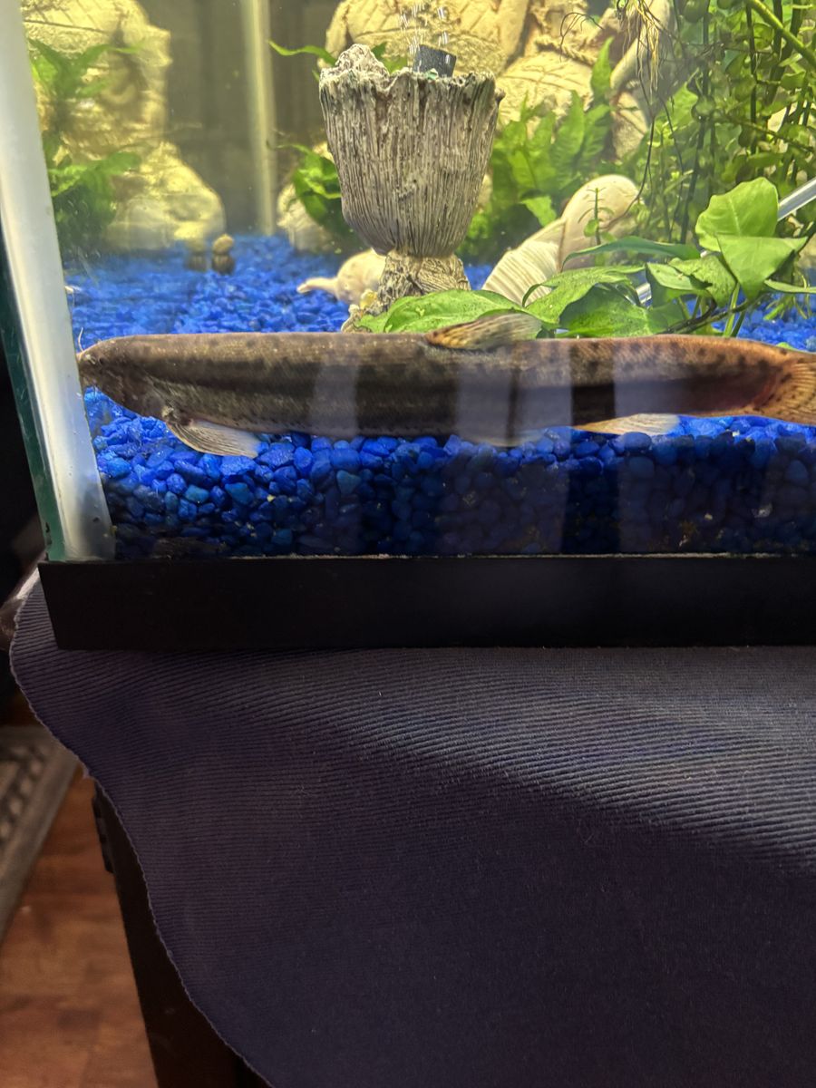 I need to rehome this fish