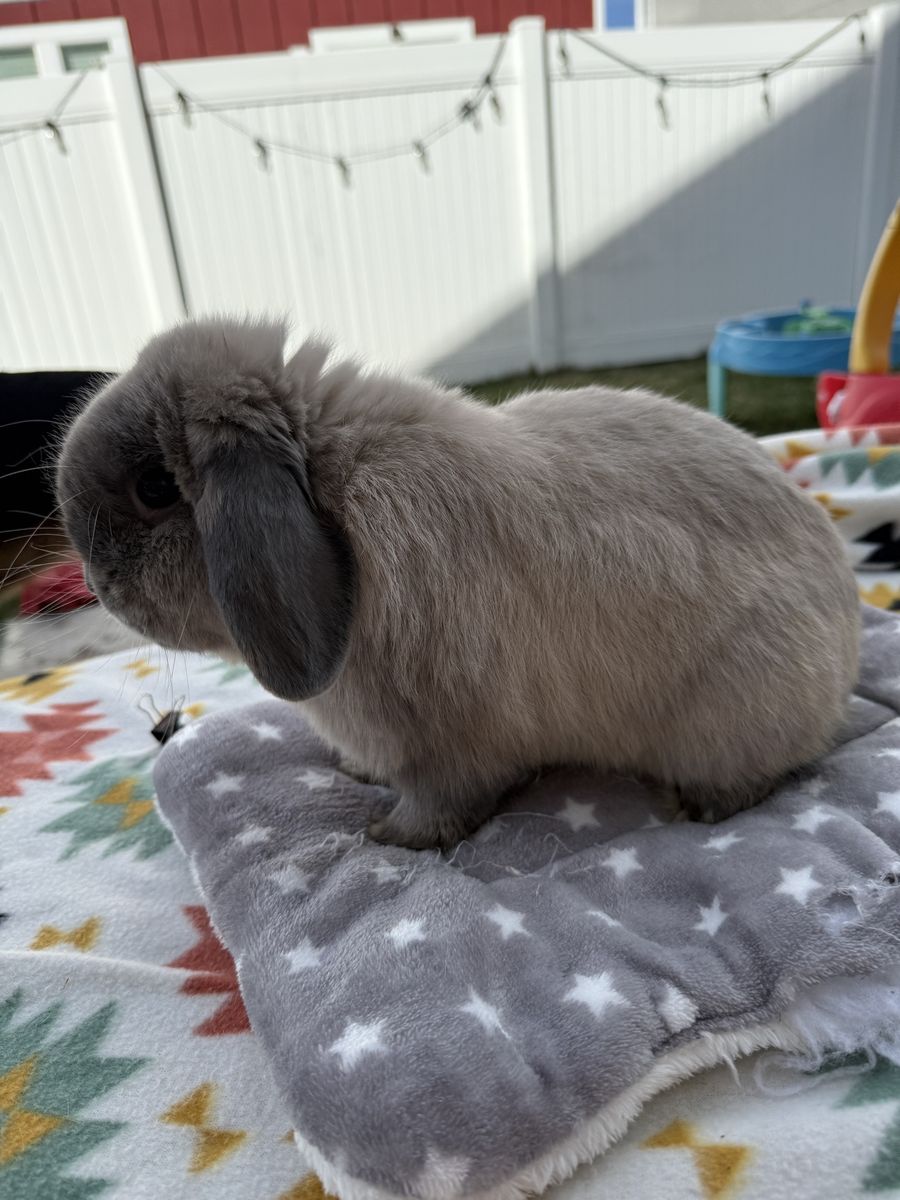 Super Sweet Male Holland Lop