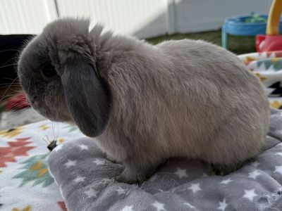 Super Sweet Male Holland Lop