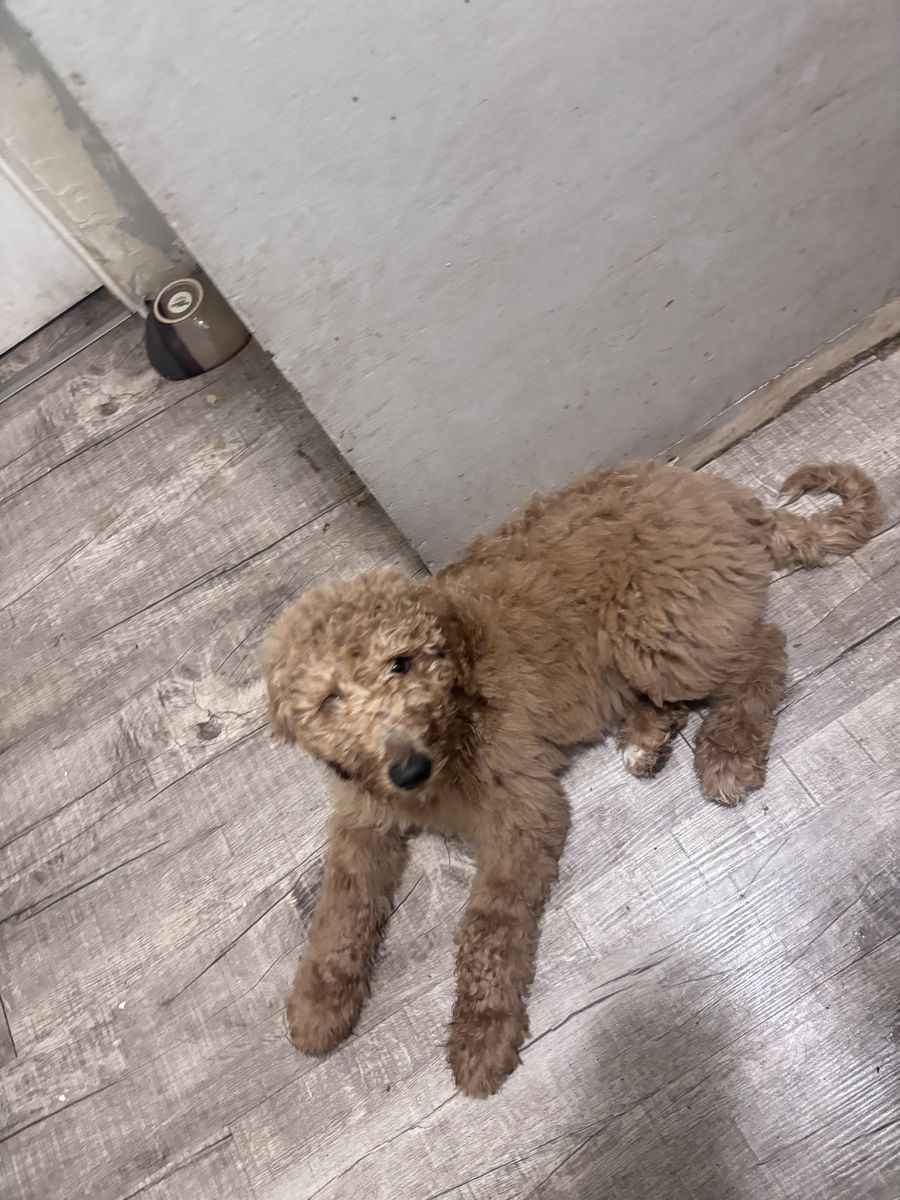 Goldendoodle puppy’s 4 available