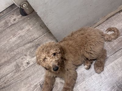Goldendoodle puppy’s 4 available