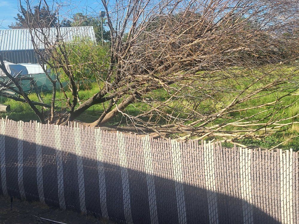BIG DRY WILLOW TREE . BLEW OVER. SMALLER ONE BLEW OVER TOO.