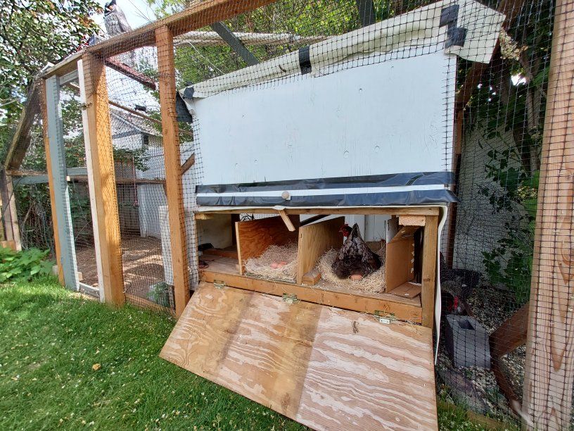 5 laying hens, automated chicken coop, run and lay