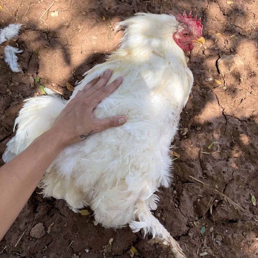 FREE brahma rooster