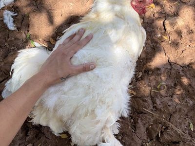 FREE brahma rooster