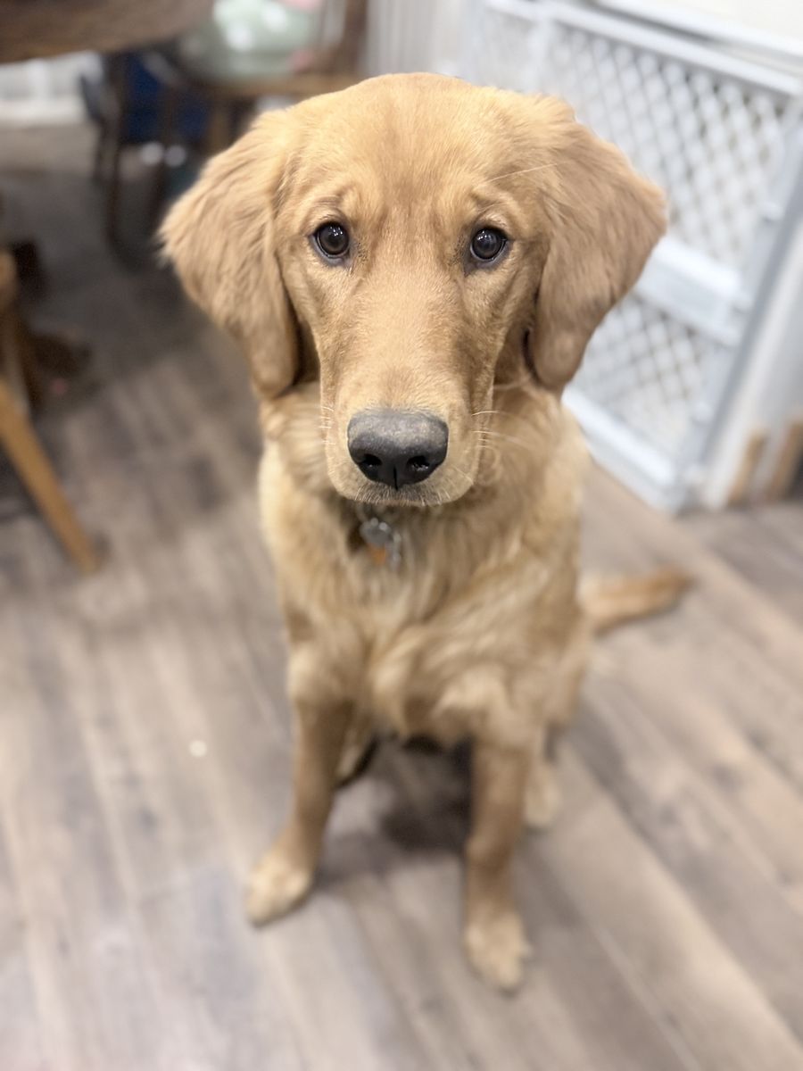 7 Month Old Purebred Golden Retriever