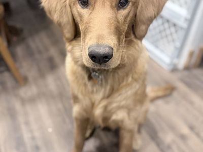 7 Month Old Purebred Golden Retriever