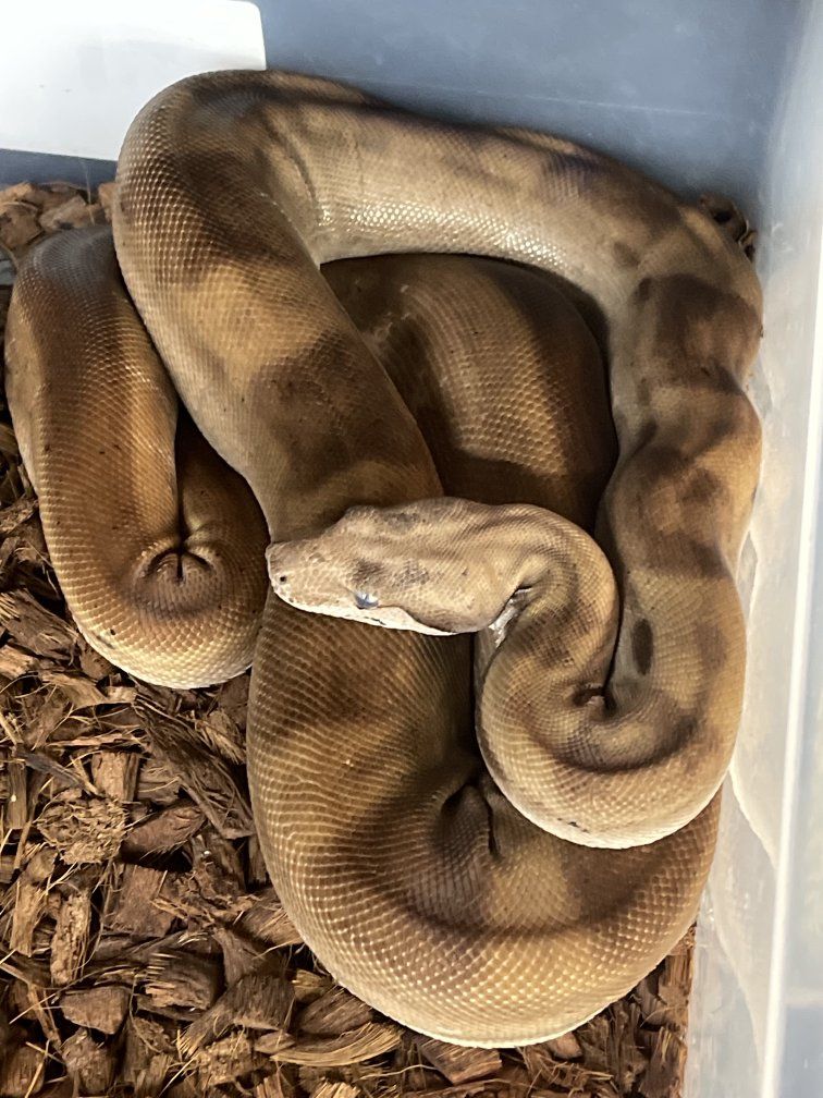 Hypo Motley Het Kahl 50% anery 1