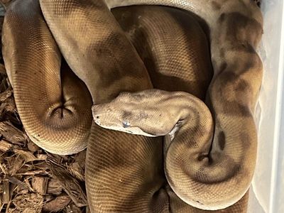 Hypo Motley Het Kahl 50% anery 1