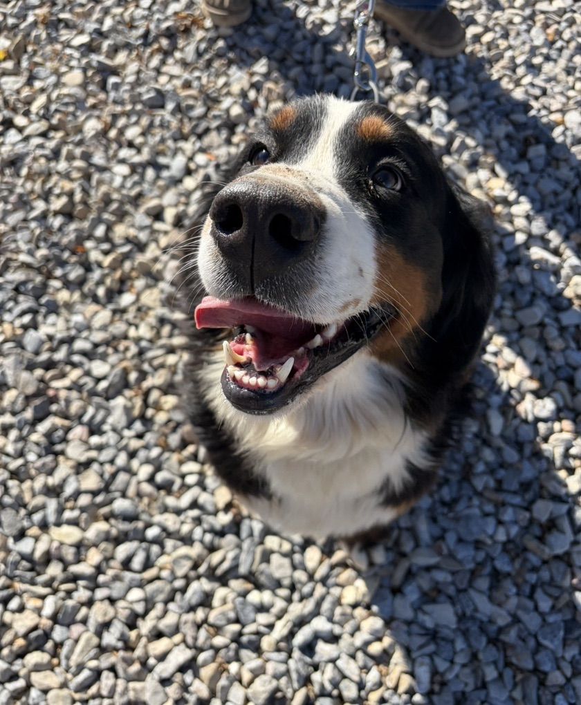 AKC Bernese Mountain Dog Female