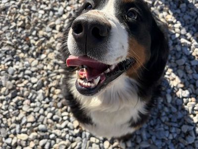 AKC Bernese Mountain Dog Female