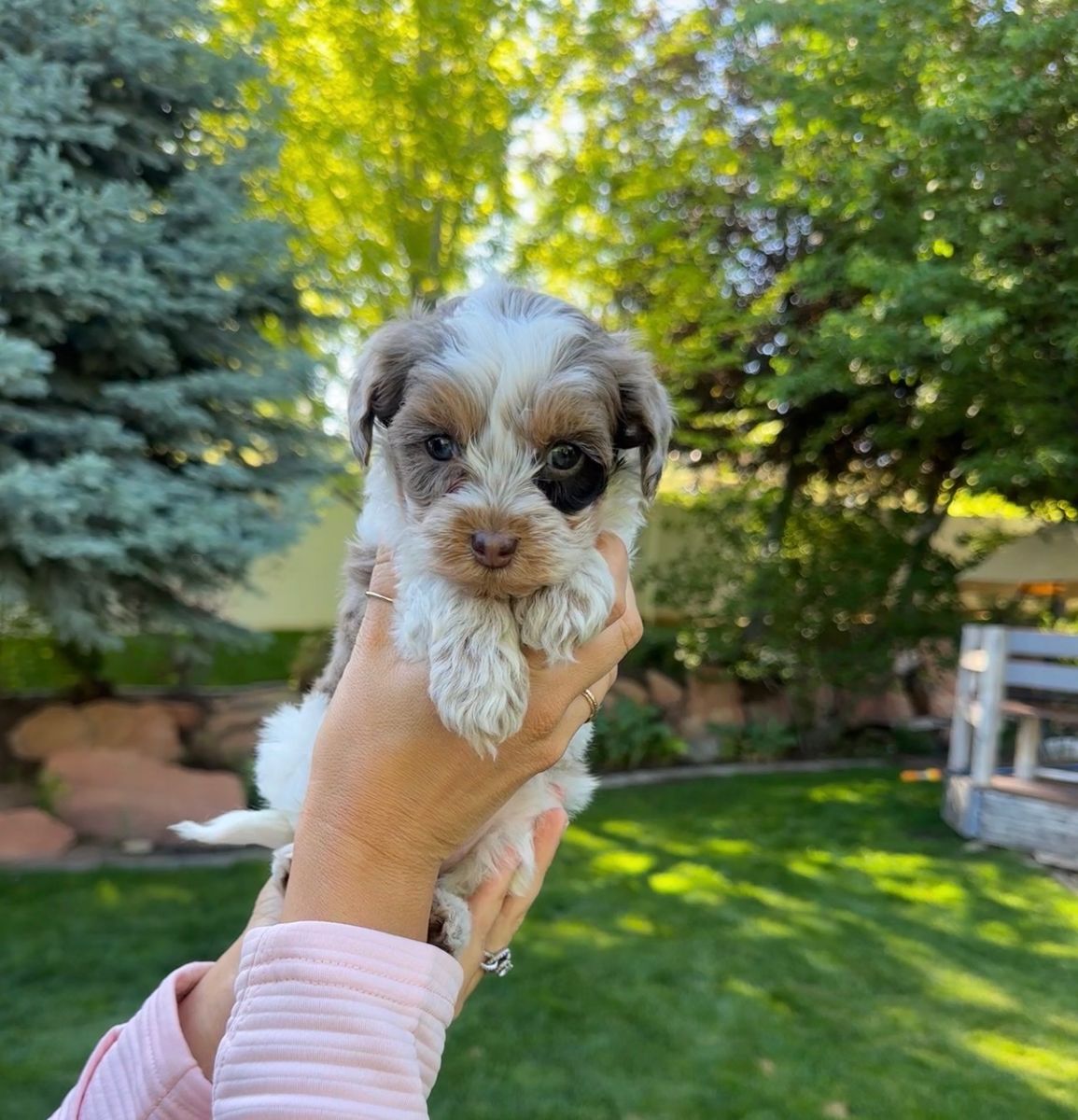 Unique Roan Cavapoo