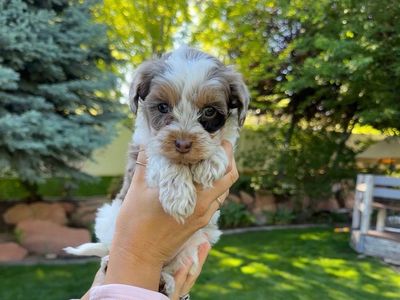 Unique Roan Cavapoo
