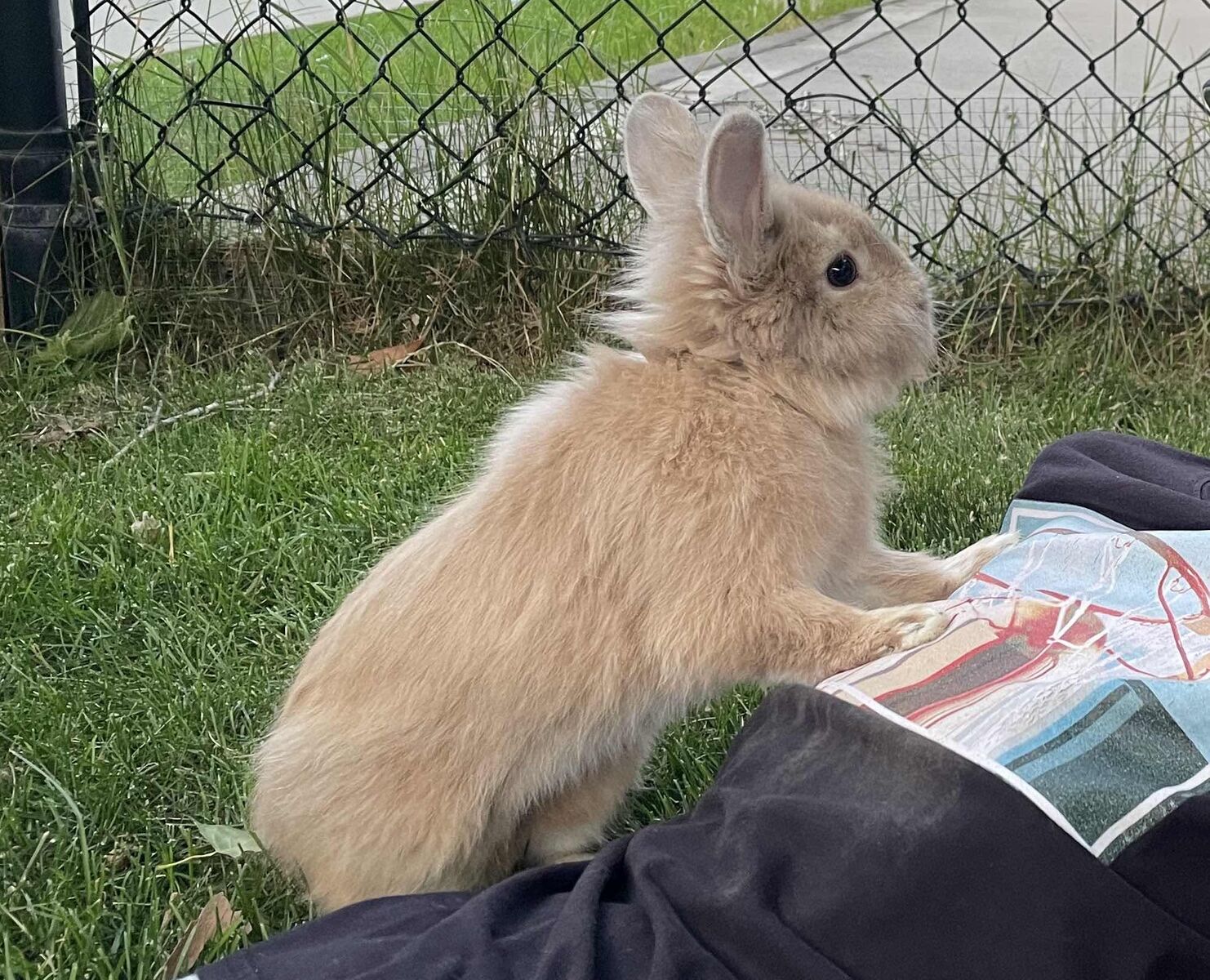 Lionhead x Lop Bunny and Supplies