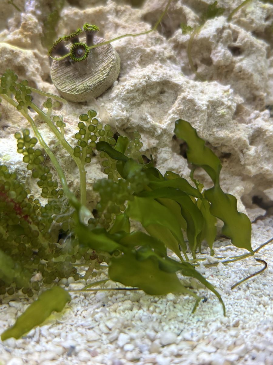 Saltwater Macroalgae