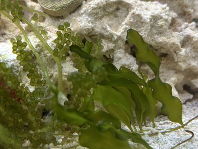 Saltwater Macroalgae
