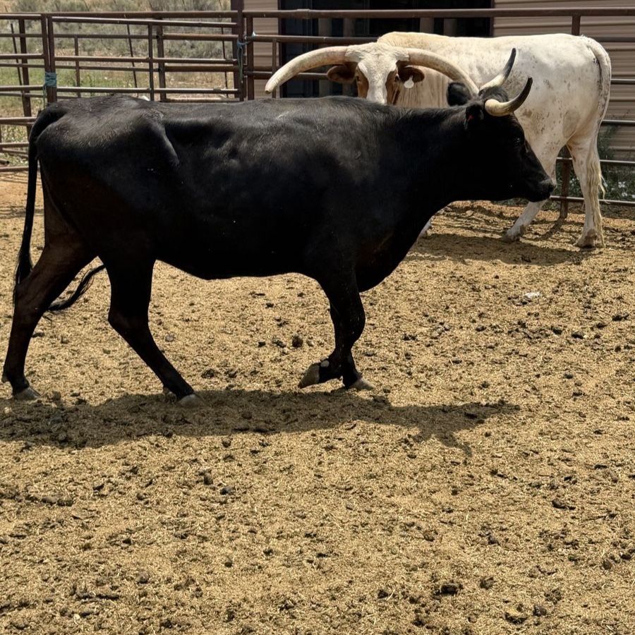 (2) Corriente cows