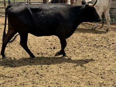 (2) Corriente cows
