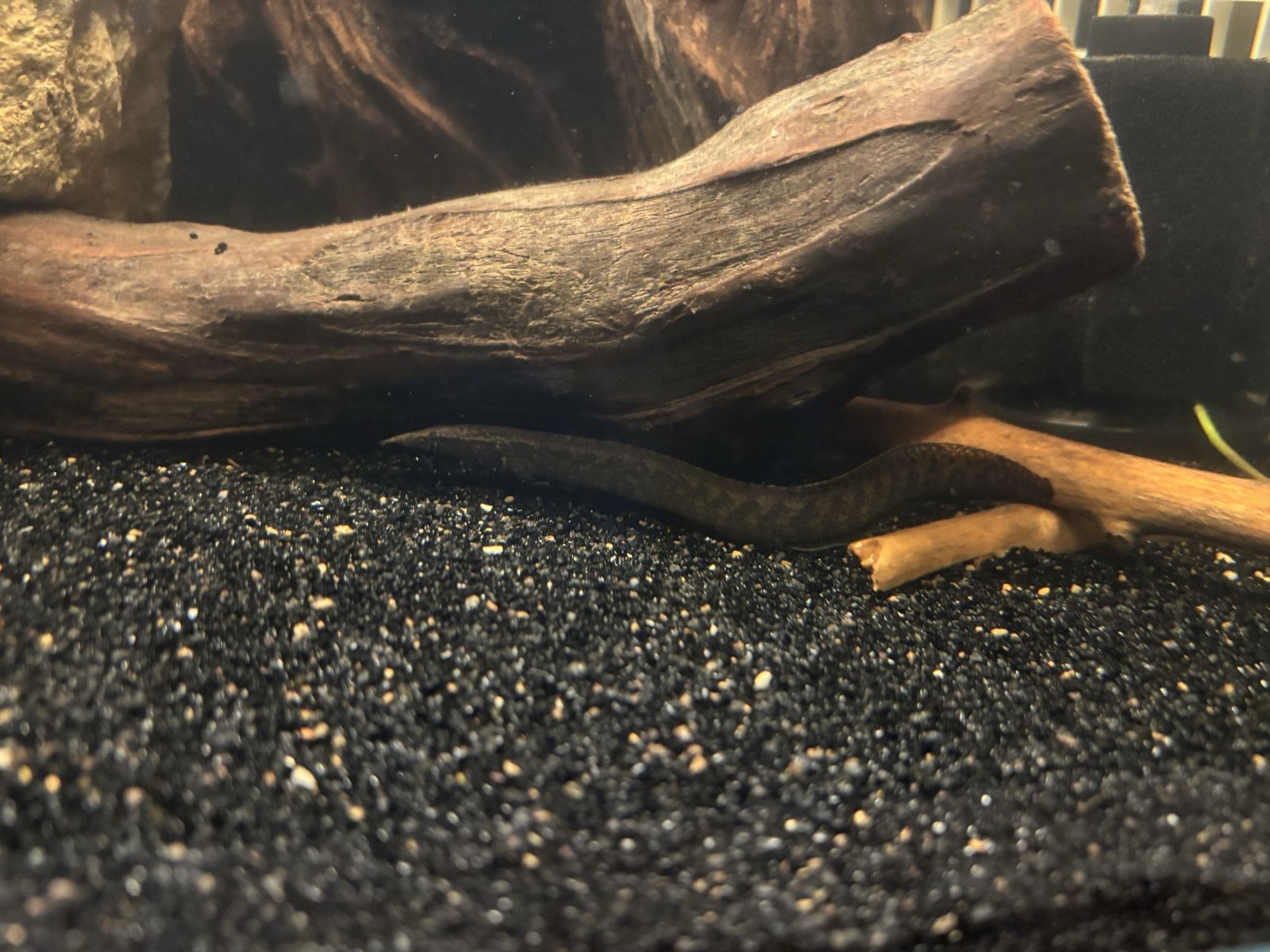 tire track eel