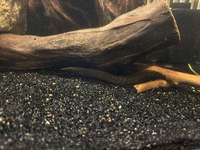 tire track eel