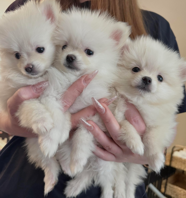 Pomeranian Puppy