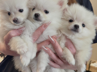Pomeranian Puppy