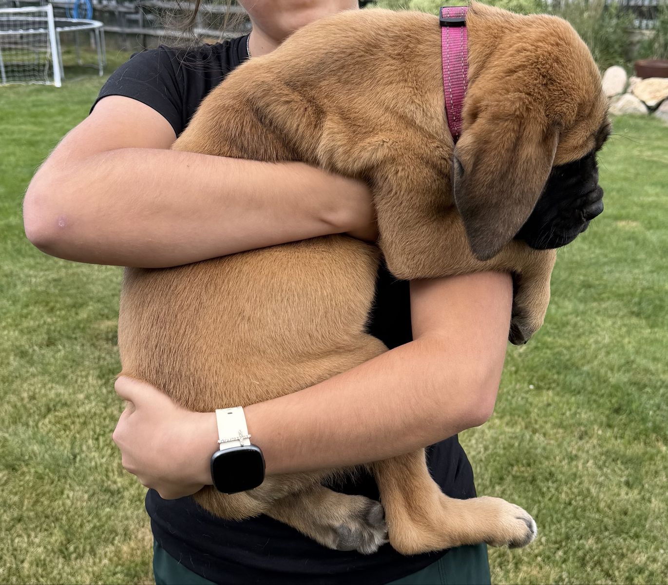 English Mastiffs/PRICE REDUCED!!!