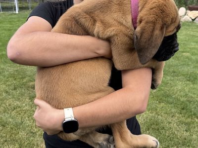 English Mastiffs/PRICE REDUCED!!!