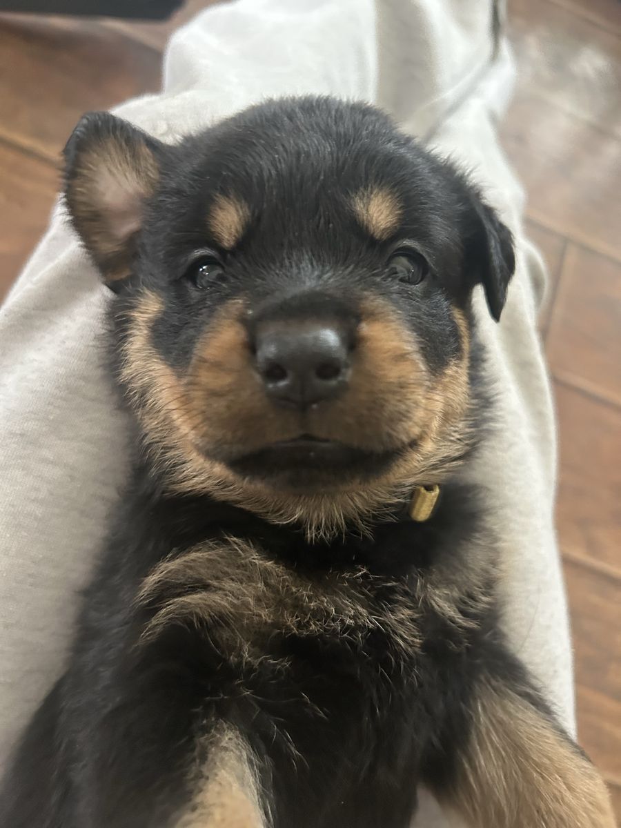 Rottweiler Puppy