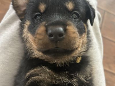 Rottweiler Puppy