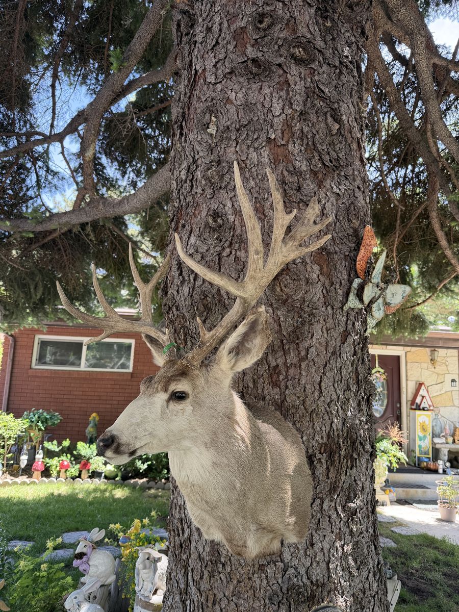 Mule deer