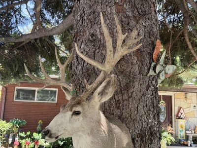 Mule deer