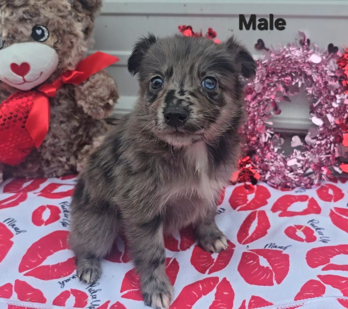 Double Registered Australian Shepherd Working pups, winning bloodlines