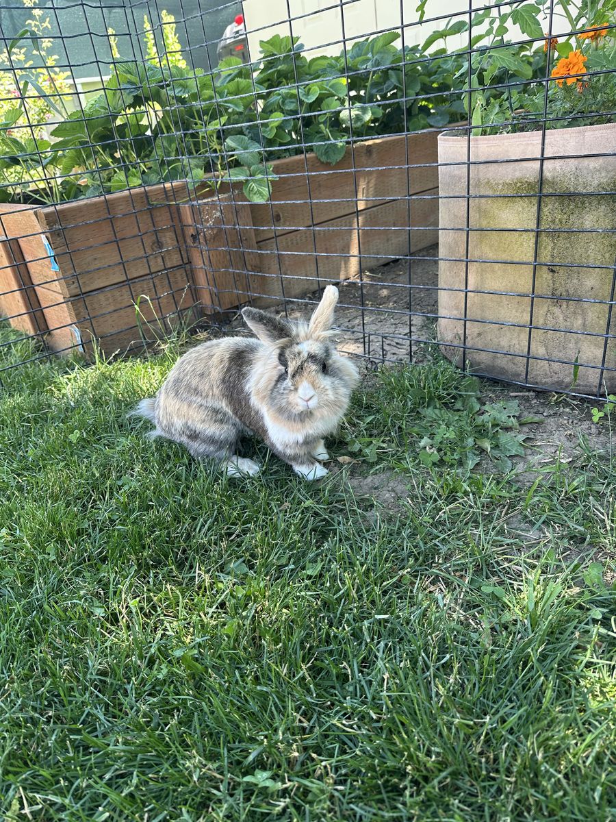 Cute sweet bunny