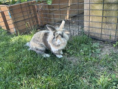 Cute sweet bunny