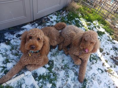 AKC Red Standard Poodle & Goldendoodle stud