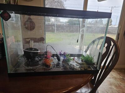 2 20 gallon high fish tanks