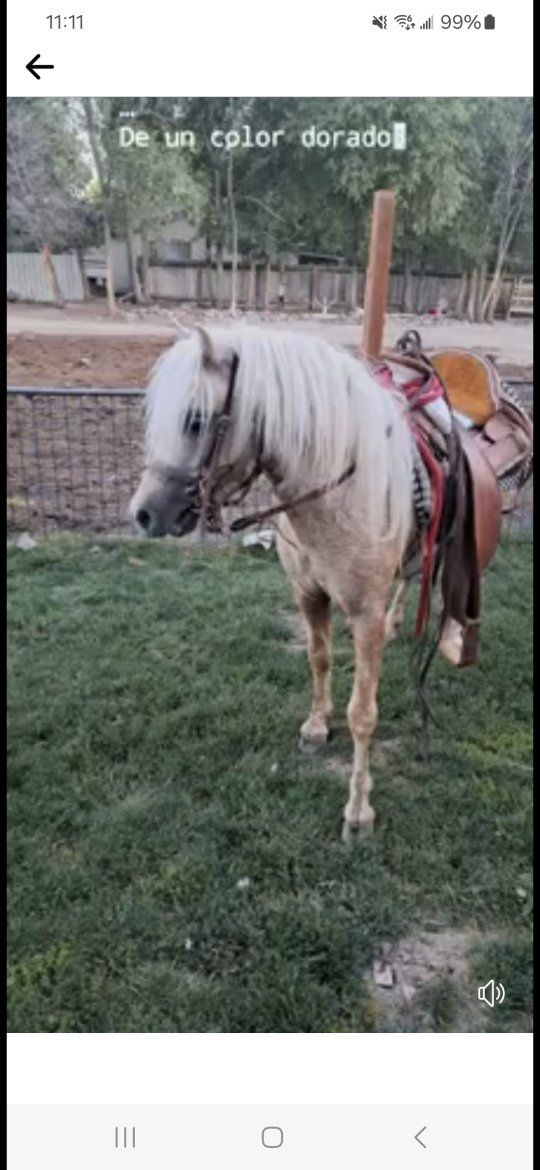 Palomino stallion