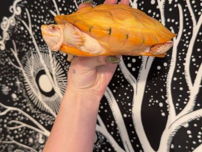 albino red eared slider