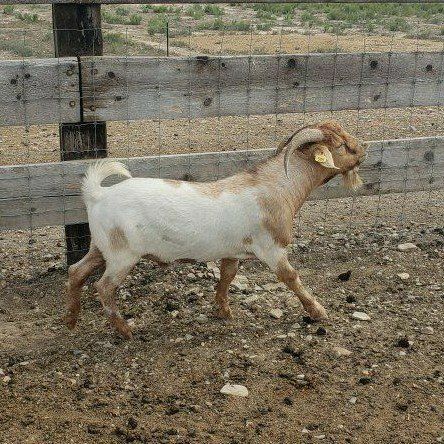 Kiko x Savanna Buck Goat
