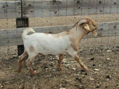 Kiko x Savanna Buck Goat