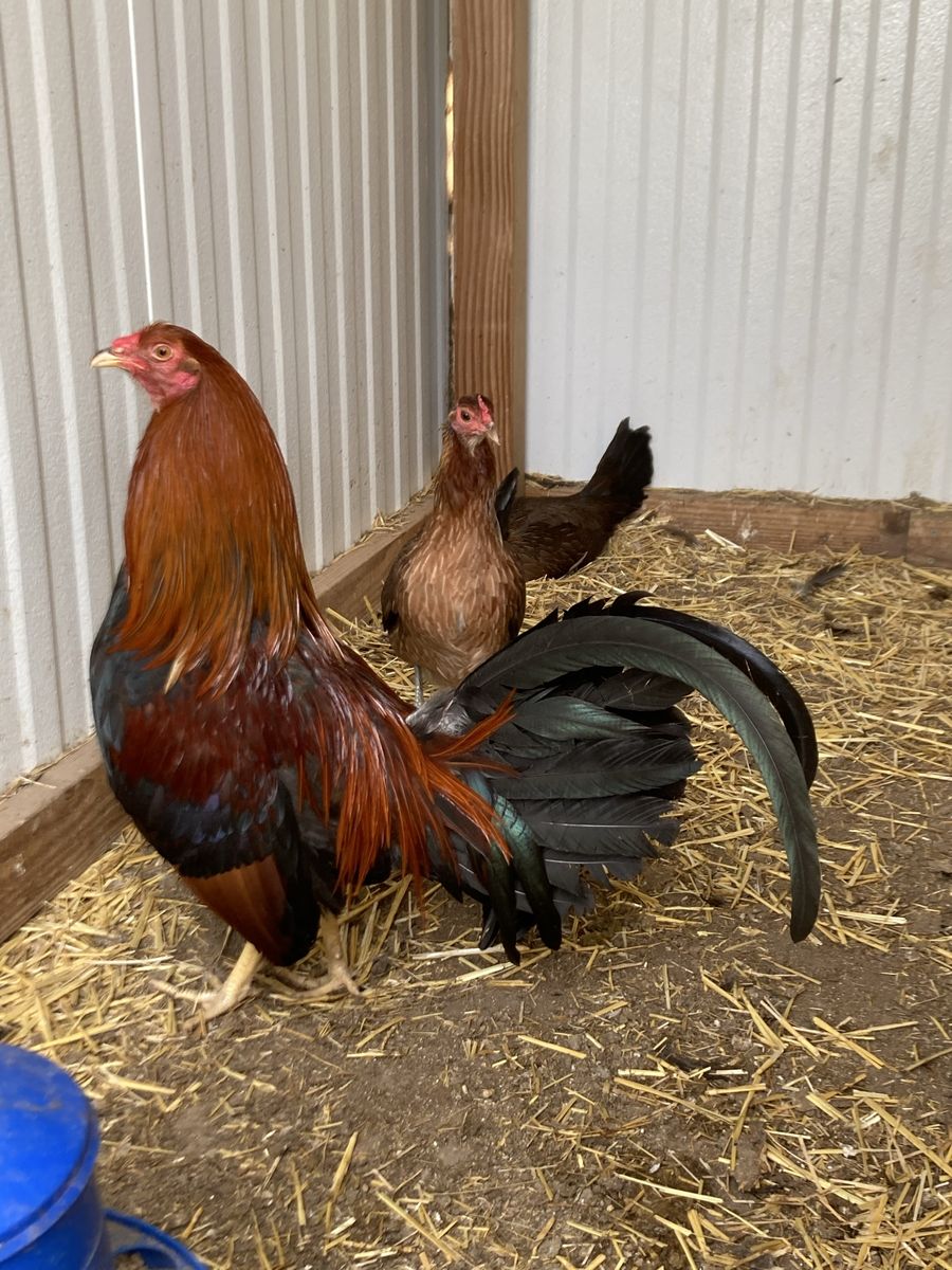 Hatch gamefowl