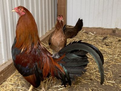 Hatch gamefowl