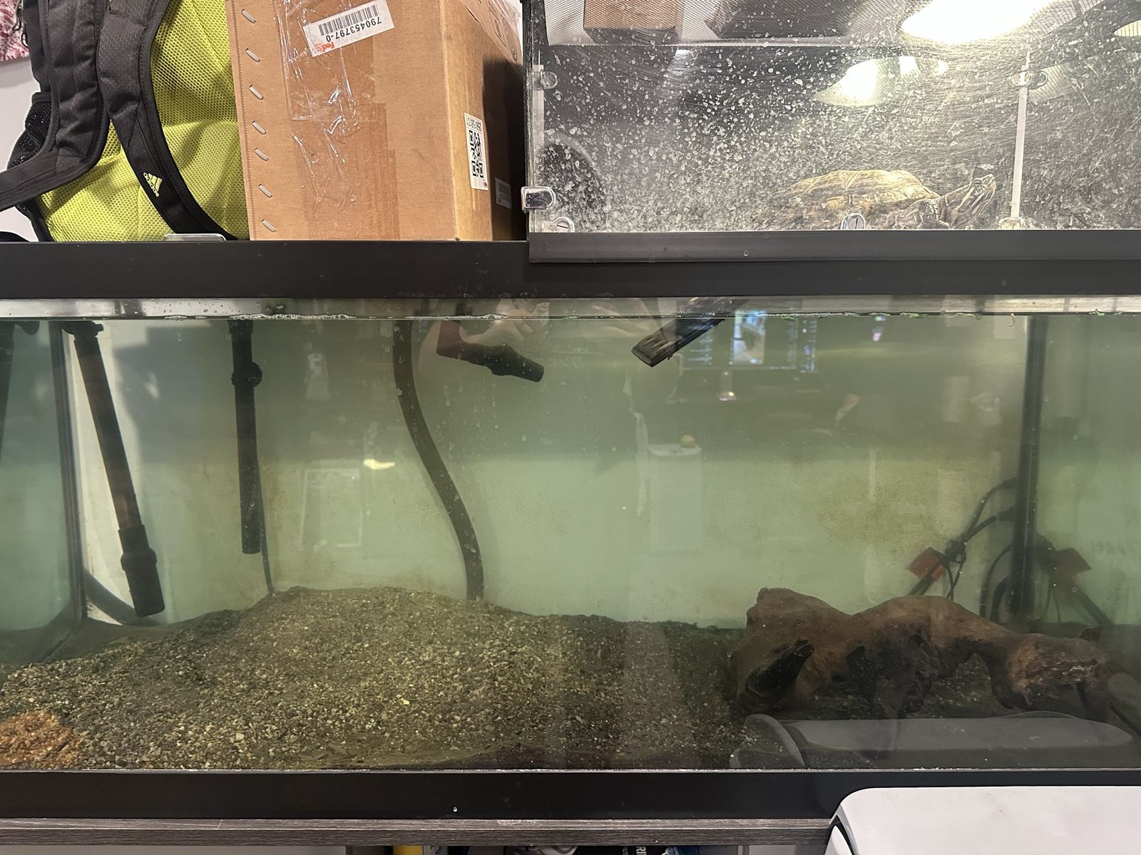 Turtle needs to be rehomed