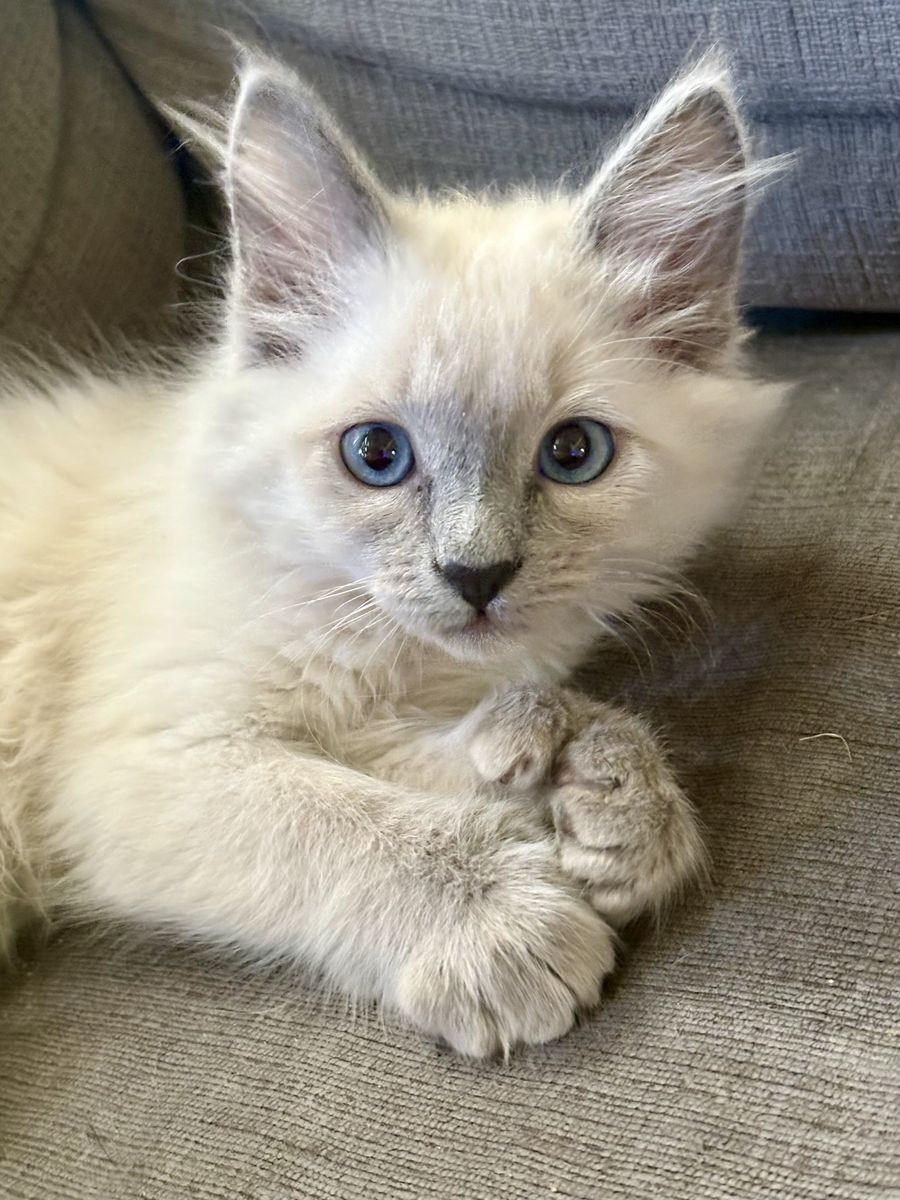 Handsome Maine Coon/Ragdoll Mix Male Kitten